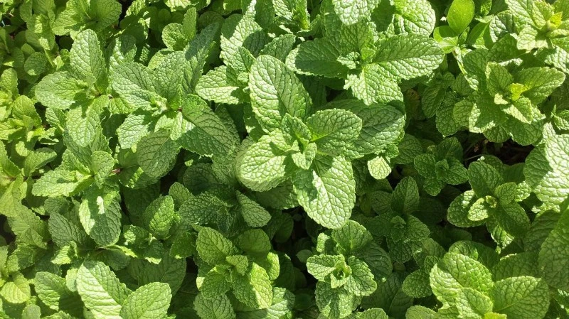 Peppermint leaf powder Manufacturers Peppermint leaf powder Manufacturers